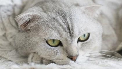 明星在深夜遭遇mogutv 沉沦其中，蘑菇影视在线观看全网炸锅，详情直击